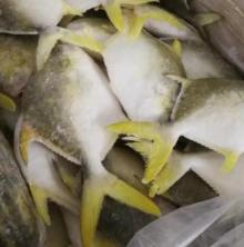  Golden   Pompano /Farm Raised Pomfrets