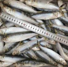IQF  Frozen   Sardine 