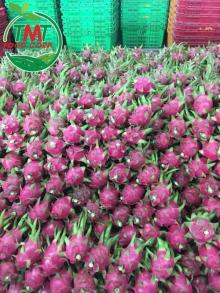 THE MOST STABLE OUTPUT DRAGON FRUIT