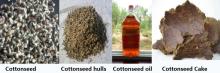  cottonseed  oil/  cottonseed  oil cake