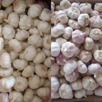 supplier supply wholesale  export  natural china product new crop fresh chinese purple violet color no