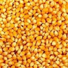  Yellow  & White  Maize  for human consumption or animal feed. Discount  price s available