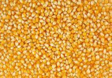 Yellow & White Maize for human consumption or animal feed.