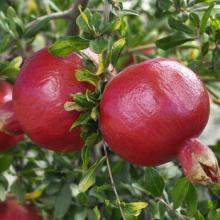 Fresh Pomegranates Fruit/Organic Pomegranate/Dried Pomegranate Extract Powder