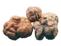 Little White Truffle (Tuber Borchii Vitt.) - Alba Piedmont Italy