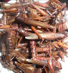  insect  protein of dried locust
