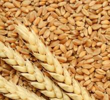 High Premium Quality Wheat Grain
