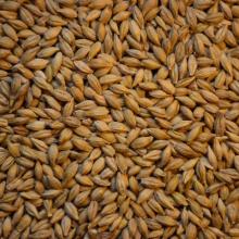 Feed Barley Grain