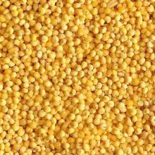 High Quality Yellow Millet