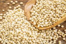 White Sorghum Grains