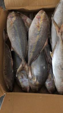 sea frozen yellowtail wr