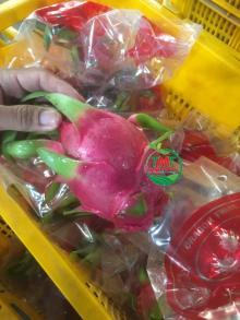 Nice Taste Dragon Fruit From Vietmnam