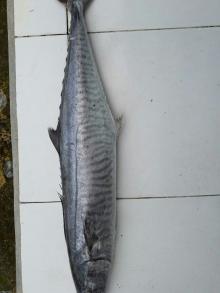 Frozen Kingfish WR