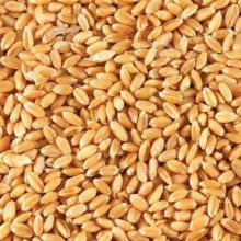 Wheat available
