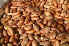 KOLA NUT