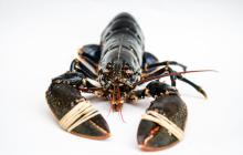 Blue lobster