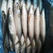  new  arrival zhejiang taizhou jiaojiang  pacific   mackerel  fish scomber japonicus sea frozen