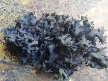 seaweed irish moss carragenan/carragehen