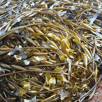 Seaweed for extraction alginate sodium