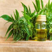 Cheap CBD Hemp Oil