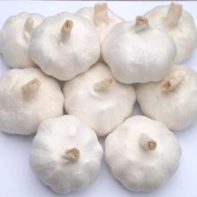 Fresh Garlic