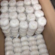 Peeled and unpeeled Garlic
