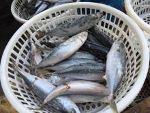frozen white  belly  mackerel(japonicus)