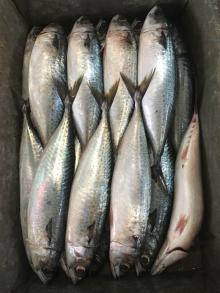 land frozen pacific mackerel wr 10kg 95%nw