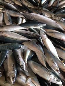  land  frozen pacific mackerel wr all size