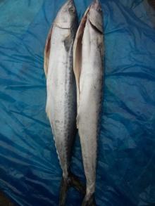 frozen spanish mackerel wr gutted