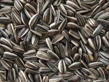 Sunflower seeds