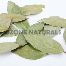  Bay   Leaf  Oleoresin Co2 Extracted