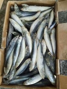 sea frozen sardine wr