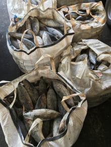canning grade frozen on board skipjack tuna wr