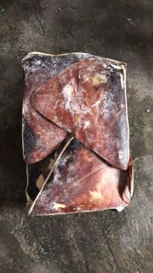 seafrozen giant squid wing BQF