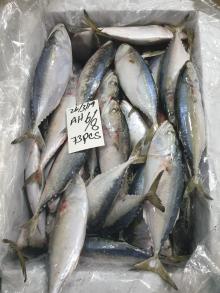mackerel