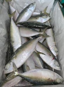 Frozen   indian   mackerel 
