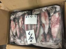  Loligo   Squid 