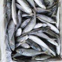 Mackerel
