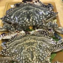 KING CRAB