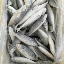 Salmon/ Mackerel