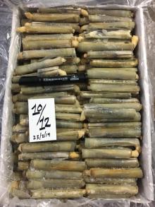  Razor   Clam 