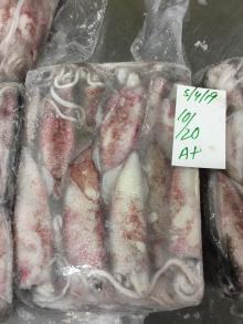 Squid