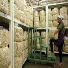 We are producers and traders of quality pine nuts, cashew nuts, in shell pine nuts, Hazel nuts, Blue