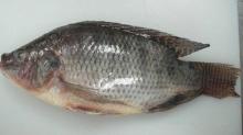 Black Tilapia Fish