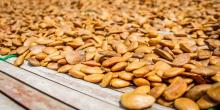 akuamma seeds/melon seeds/