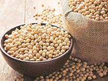 soybean