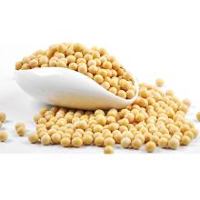 Soybean Seed for sales