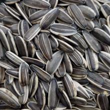 Sunflower seed for sells