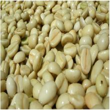 High quality raw  arabica   coffee , the most attractive  price 